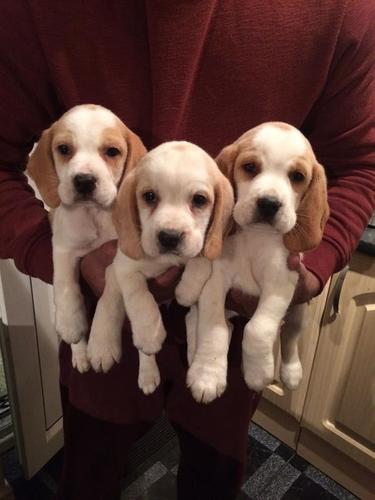 Lijepe Beagle štenci