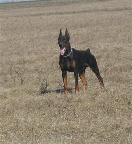 DOBERMAN stenci 