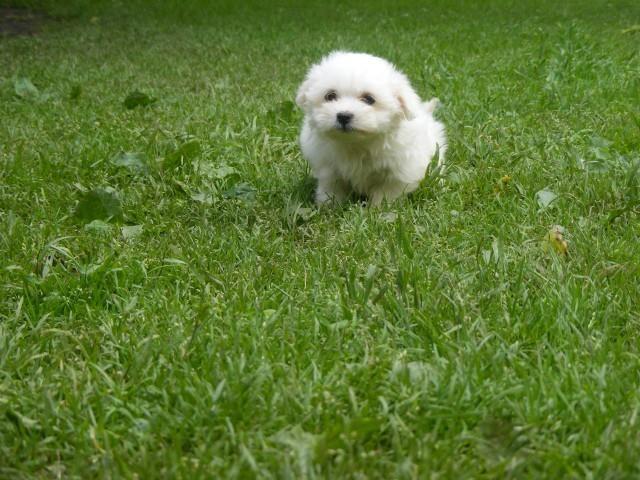 Mini-maltezer