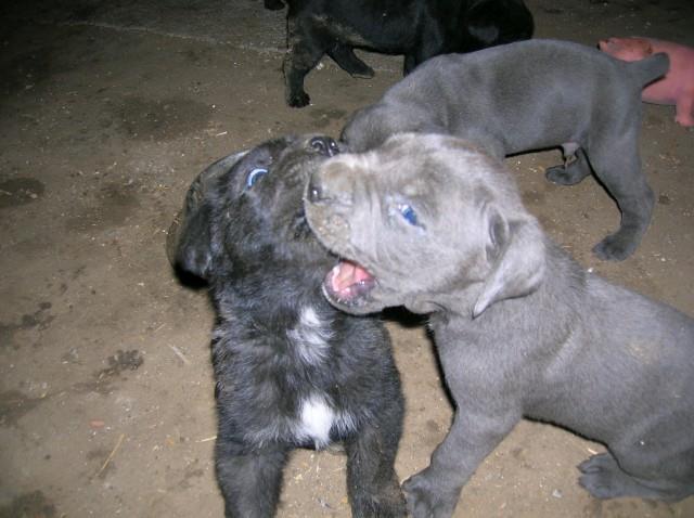 Cane-corso-štenci