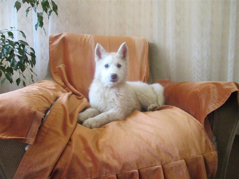 Sibirski-haski-steni