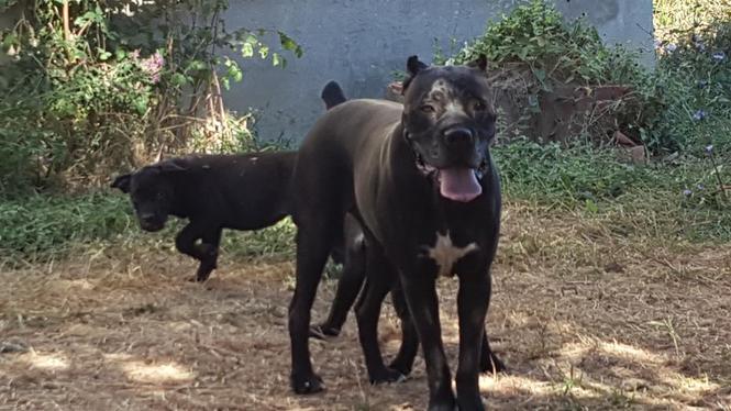 Cane corso stenci