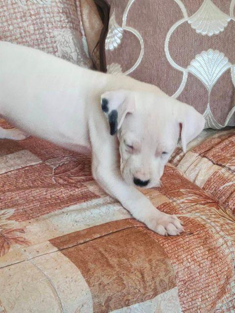 Dogo-Argentino-štenci