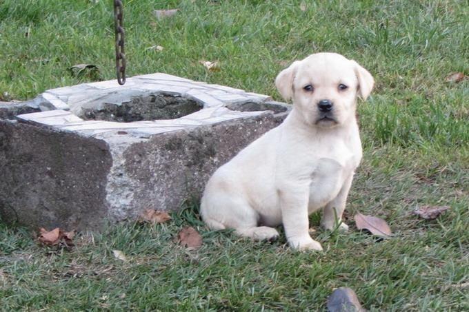 prodajem-labrador-retriver-stenad