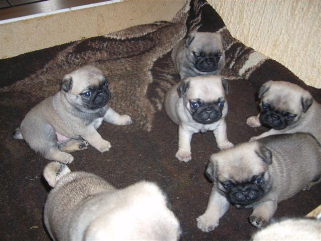 MOPS-ŠTENCI