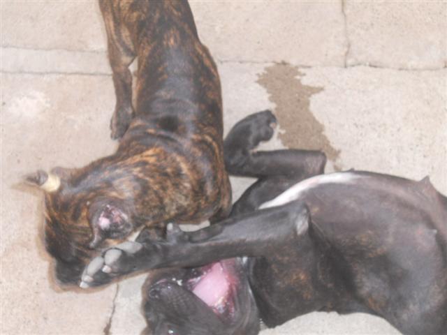 Cane-Corso-stenci