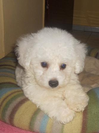 Kovrdzavi-bison---BICHON-FRISE