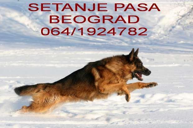 Setanje pasa ( Beograd)