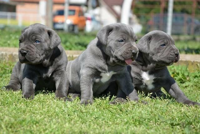 Cane-Corso-stenci