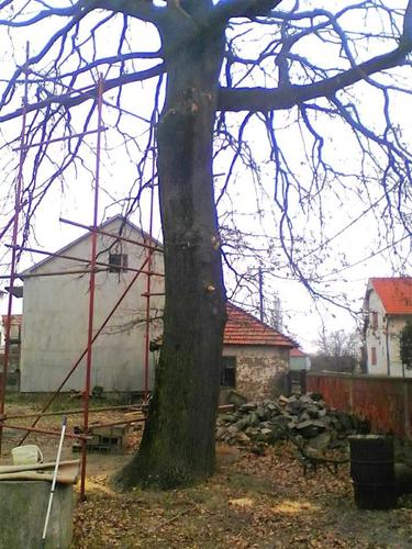 Stabla hrast