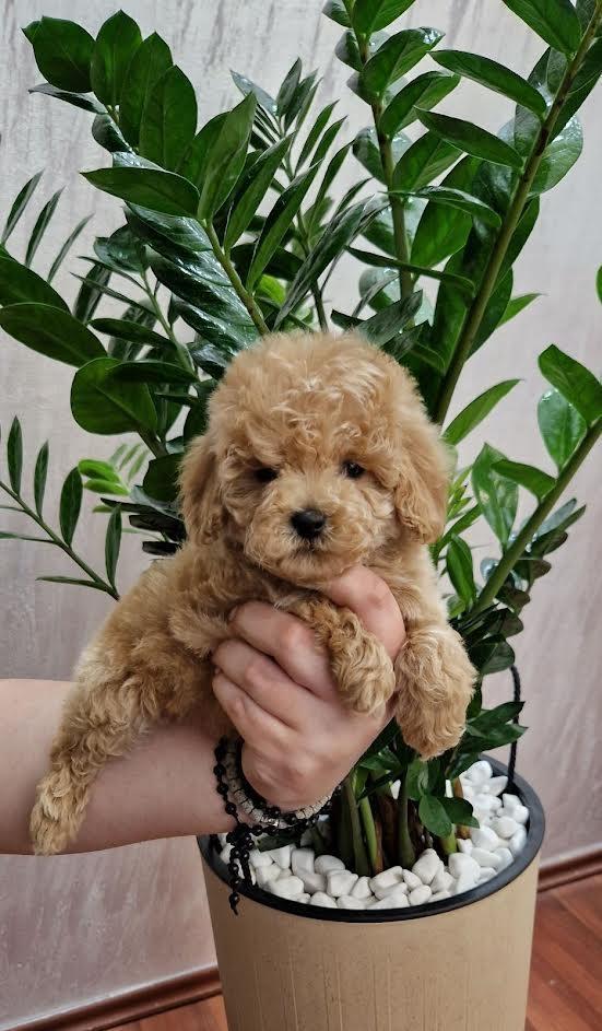 Toy-pudla
