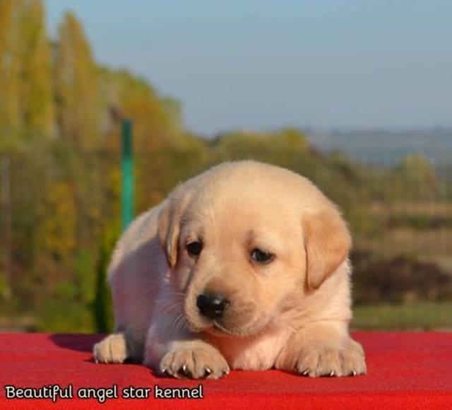Labrador-Retriver--