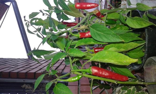 Serrano tempiqueno Chili seme