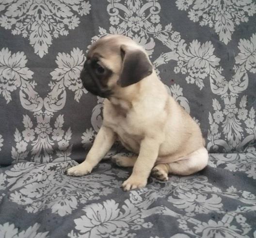 Mops-preslatki-štenci