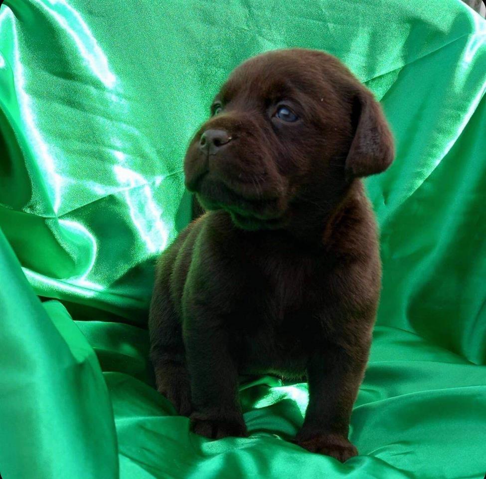 Labrador--štenci