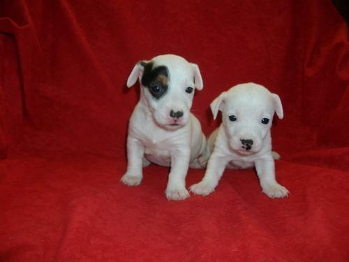 Jack-Russell-Terrier