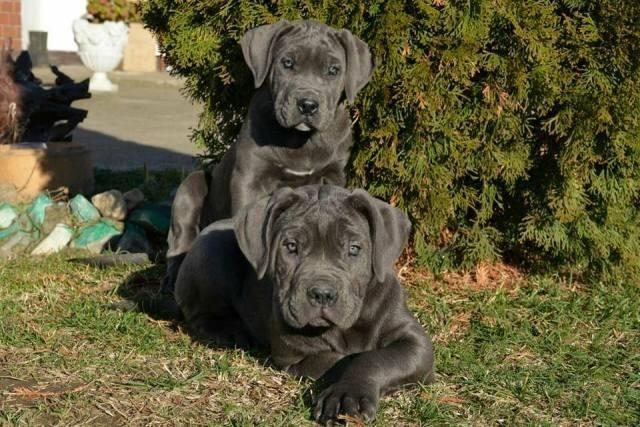 Cane-Corso--zenke