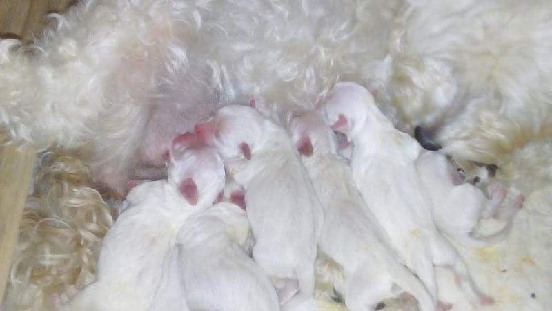 Coton-de-Tulear---štenci