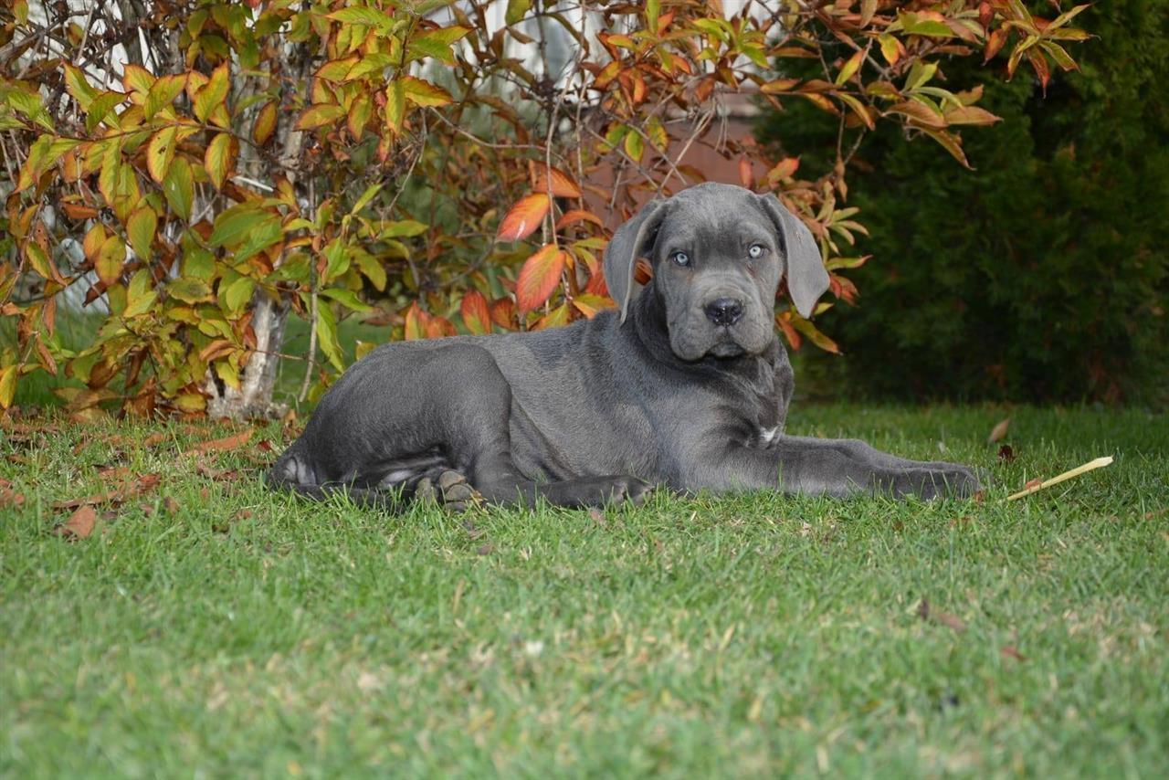 Sivi-i-Formentini-stenci-Cane-Corso