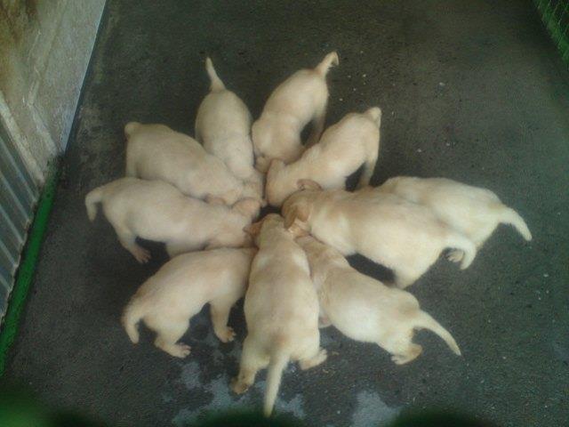 Stenci-Labrador-Retrivera-i-prvobirano-stene