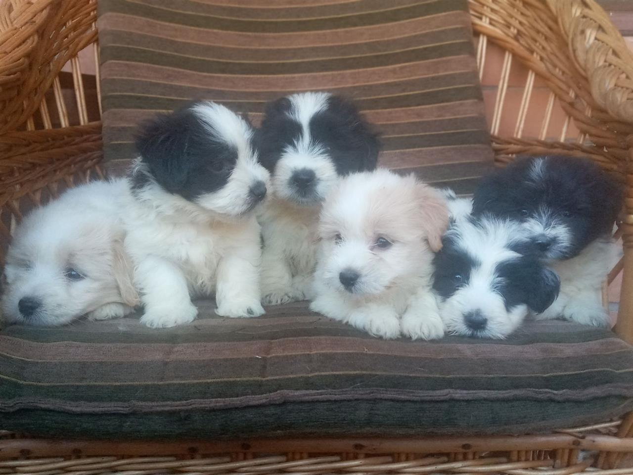 Coton-de-Tulear-mužjaci
