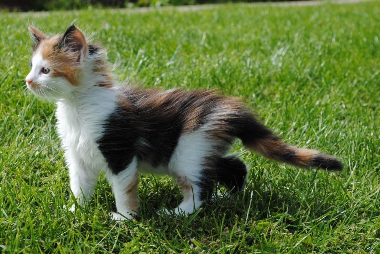 -Lijepa-Maine-Coon-Mačka