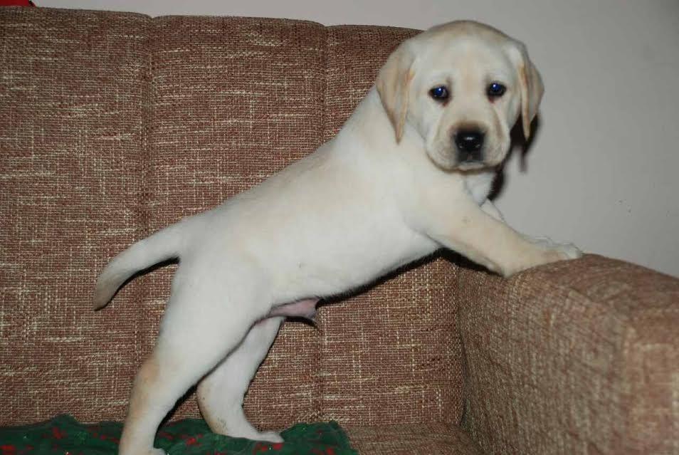 Labrador-stenci-