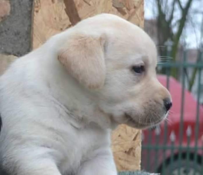 Labrador-štenci