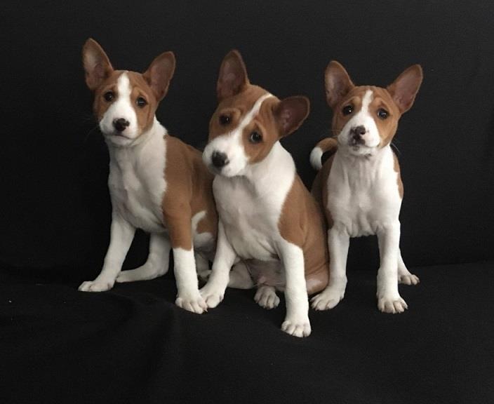 Basenji-štenci