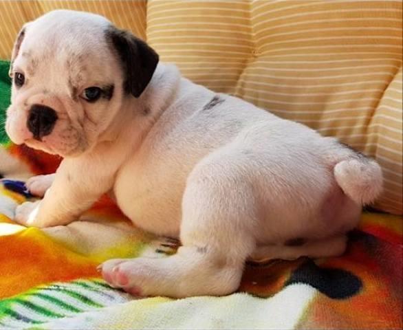 Engleski-buldog--štenci