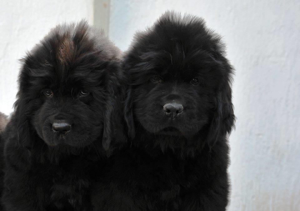 Newfoundland-stenci