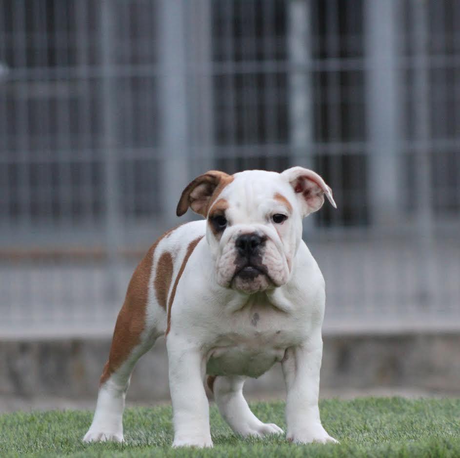 Engleski-Buldog