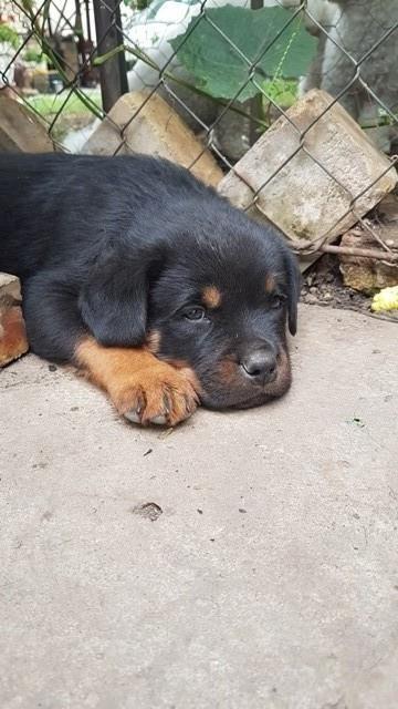 Rottweiler--štenci
