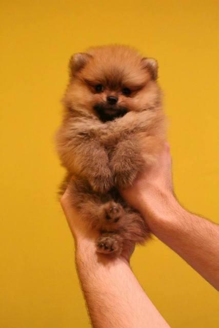 Pomeranac-Boo--štenci