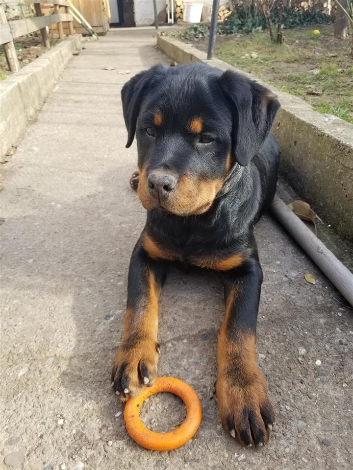Rottweiler---Rotvajler
