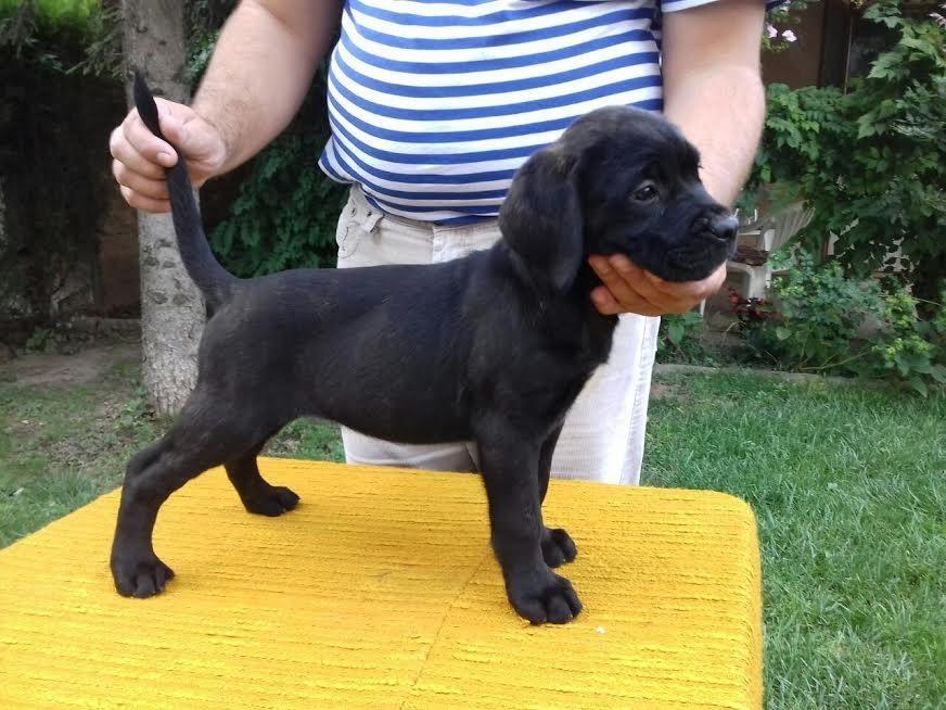 Cane-Corso-