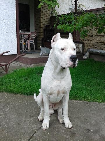 Dogo-ARGENTINO-otvoren-za-parenje