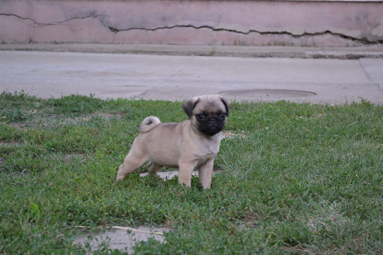 Mops-štenci-na-prodaju