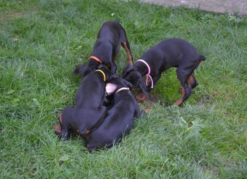 Doberman--štenad-odličnog-pedigrea-