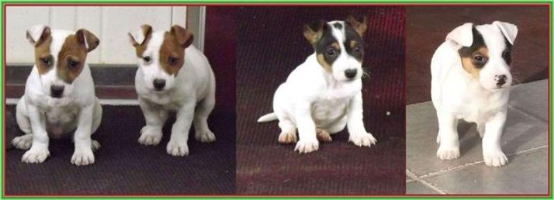 Jack-russell-terrier-stenci-