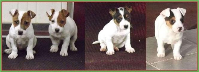 Jack russell terrier stenci 