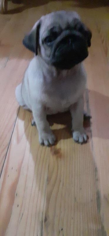 Mops-stenci