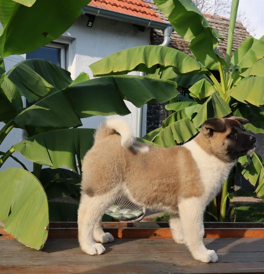 Američka-Akita-štenci