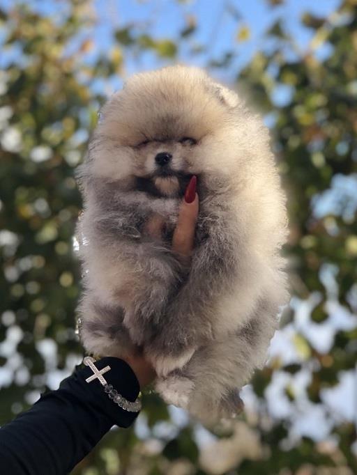 Pomeranski-špic-Pomeranac-Pomeranian-Boo-štenci