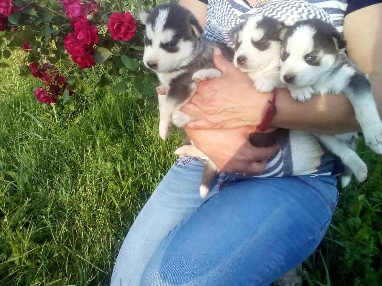 Prodaja-stenaca-sibirski-haski