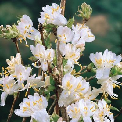 Lonicera-purpusi