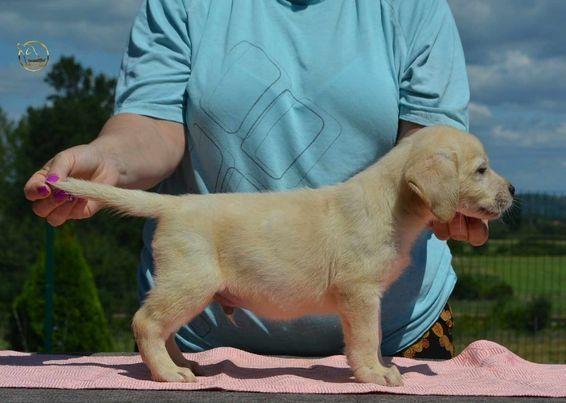Labrador retriver