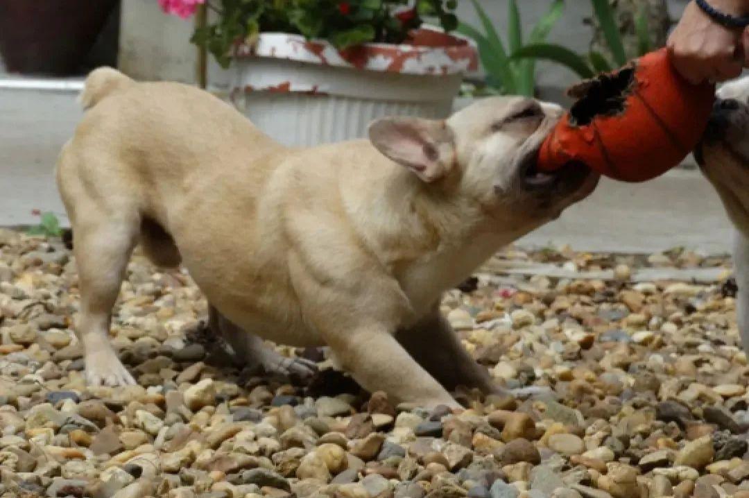 Francuski-Buldog