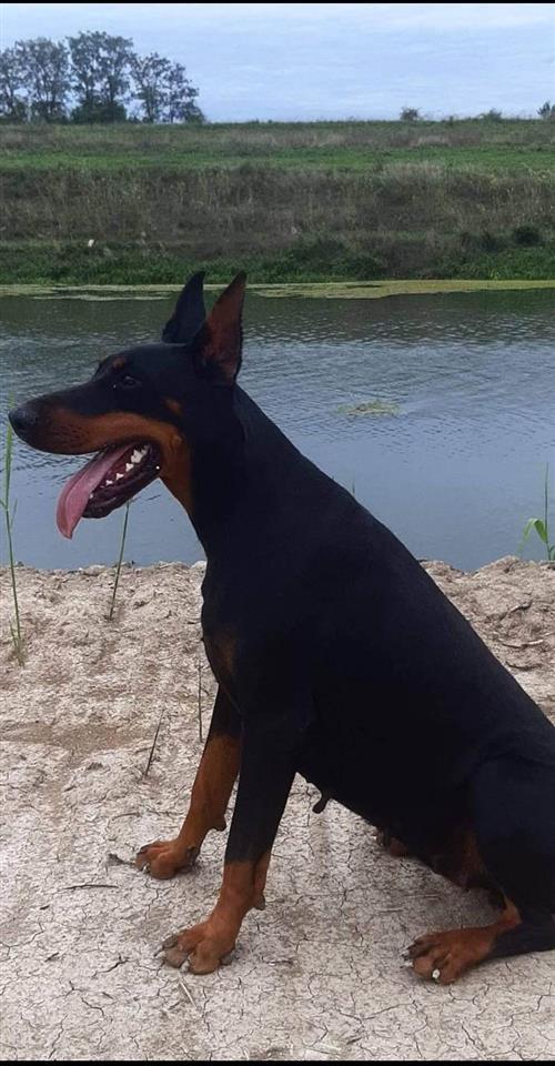 Doberman-ženke