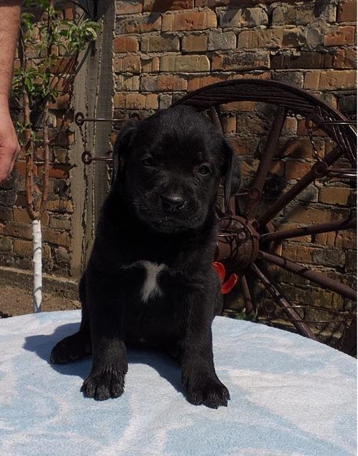 Cane-Corso